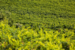 Uva vigneti Prosecco D.O.C. vista alta