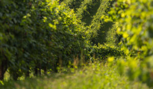 Uva vigneti Prosecco D.O.C.