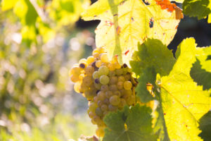 Uva Prosecco D.O.C.