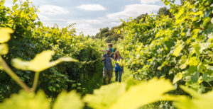 Uva vigneti Prosecco D.O.C. 2