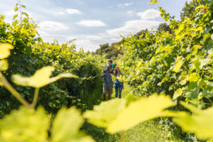 Vigneti Prosecco D.O.C.