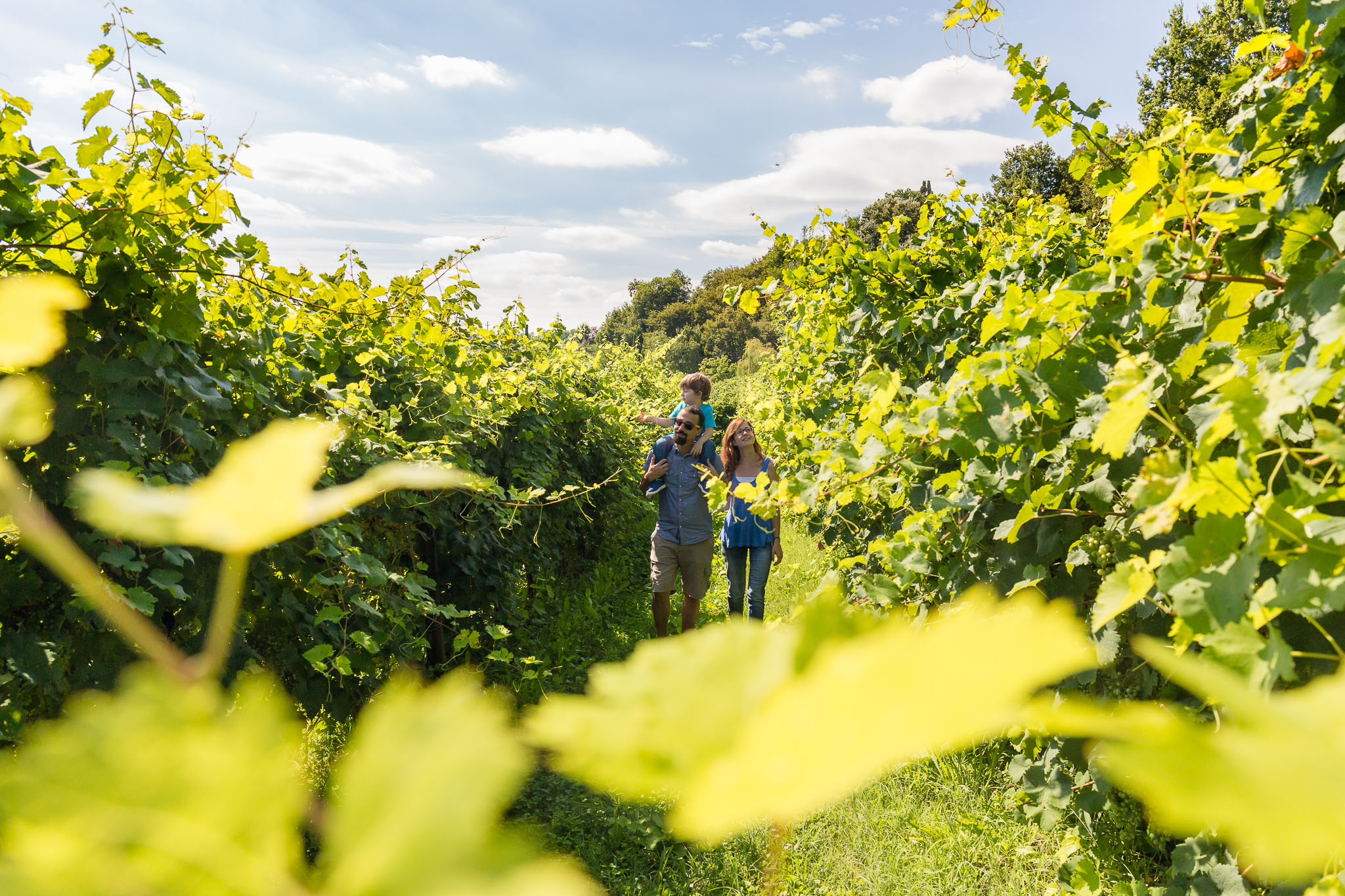 Vigneti Prosecco D.O.C.