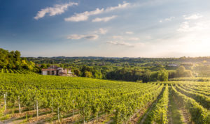 Vista vigneti Tenuta Eufemia